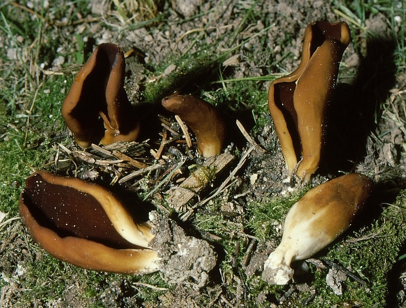 Un ascomicete poco comune: Helvella silvicola